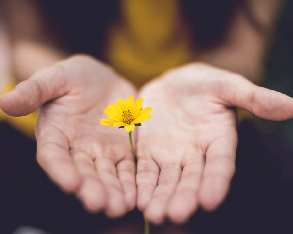 generous hands holding a flower